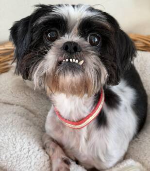 Howie -  Shih Tzu Dog for Adoption in Lawrenceville, Georgia - Howie | PetCurious