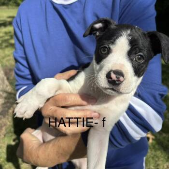 Pit Bull Terrier Dogs Available for Adoption in Brentwood, Tennessee - Hattie | PetCurious
