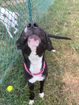 Frost -  Shepherd and Husky Dog for Adoption in Little Rock, Arkansas - Frost | PetCurious