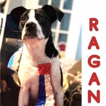 Rescue Terrier and Border Collie Dogs for Adoption in Wadena, Minnesota - Ragan | PetCurious