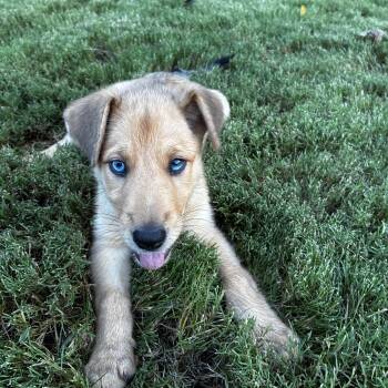 Tabitha -  Yellow Labrador Retriever and Australian Terrier Dog for Adoption - Tabitha | PetCurious