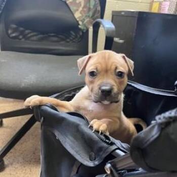 Pit Bull Terrier Dogs Available for Adoption in Phoenixville, Pennsylvania - Croissant | PetCurious