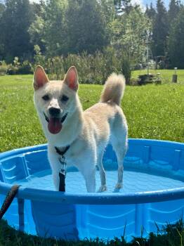 Eclipse -  Shiba Inu Dog for Adoption in Owen Sound, Ontario - Eclipse | PetCurious