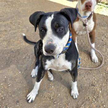 Rescue Pit Bull Terrier and Mixed Breed Dogs for Adoption in Long Beach, California - OREO | PetCurious