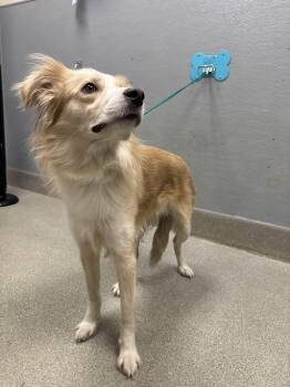 BAMBI -  Border Collie and Mixed Breed Dog for Adoption in Las Vegas, Nevada - BAMBI | PetCurious