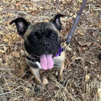 Diem -  Pug and English Bulldog Dog for Adoption in Hawthorne, California - Diem | PetCurious