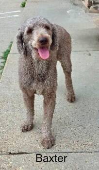 Baxter KW in RI -  Standard Poodle Dog for Adoption in Warwick, Rhode Island - Baxter KW In RI | PetCurious