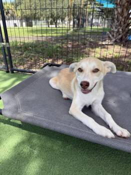 Mackenzie -  Husky Dog for Adoption in Lakeland, Florida - Mackenzie | PetCurious