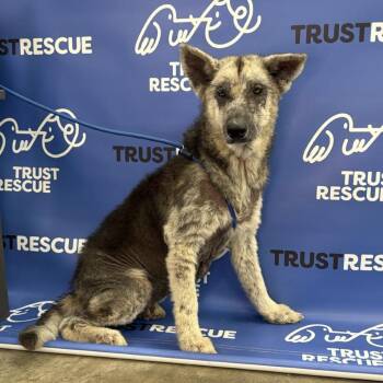 Shepherd Dogs Available for Adoption in Waterford, New Jersey - CAMILLA | PetCurious