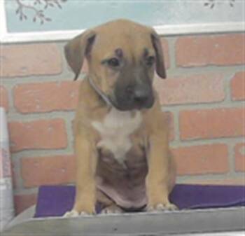 A2082485 -  Staffordshire Bull Terrier and Mixed Breed Dog for Adoption in Houston, Texas - A2082485 | PetCurious