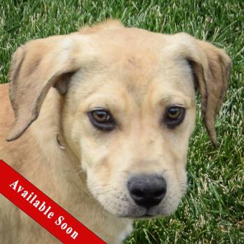 Rescue Labrador Retriever and Boxer Dogs for Adoption in Huntley, Illinois - Cash | PetCurious