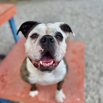 Rescue English Bulldog Dogs for Adoption in Auburn, Alabama - Sassy | PetCurious