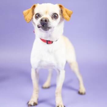 Pancho -  Chihuahua and None Dog for Adoption in Portland, Oregon - Pancho | PetCurious