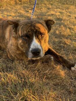 Rescue Pit Bull Terrier Dogs for Adoption in Wetaskiwin, Alberta - Yoshi | PetCurious