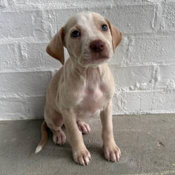 Pit Bull Terrier Dogs Available for Adoption in Little Rock, Arkansas - Princess Buttercup | PetCurious