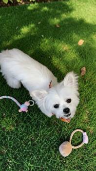 Tinker Belle -  Chinese Crested Dog and Maltese Dog for Adoption in Berlin, New Jersey - Tinker Belle | PetCurious