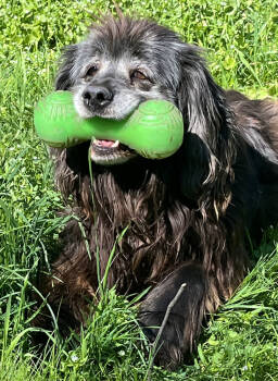 Rescue Labrador Retriever and Spaniel Dogs for Adoption in Jamestown, California - Scully | PetCurious