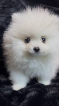 Pomeranian Dogs Available for Sale - Mojito | PetCurious