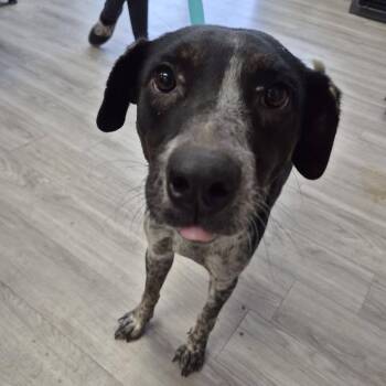 Oh, Yeah! -  Australian Cattle Dog Blue Heeler and Mixed Breed Dog for Adoption in Cleveland, Mississippi - Oh, Yeah! | PetCurious