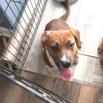Mixed Breed and Hound Dogs Available for Adoption in Brownsboro, Alabama - Garnet | PetCurious