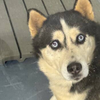 Rescue Husky and Mixed Breed Dogs for Adoption in Galax, Virginia - Jitano | PetCurious