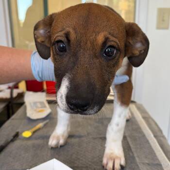 Harvest -  Hound and Cattle Dog Dog for Adoption in Nashville, Tennessee - Harvest | PetCurious