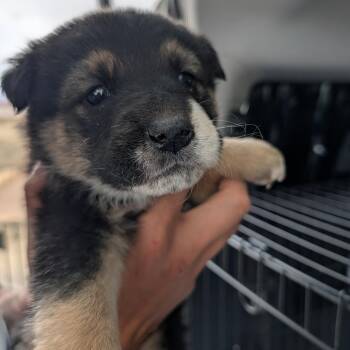 Mixed Breed Dogs Available for Adoption - Skye | PetCurious