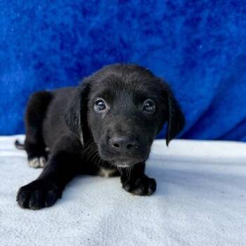 Saffron -  Labrador Retriever Dog for Adoption in Carencro, Louisiana - Saffron | PetCurious