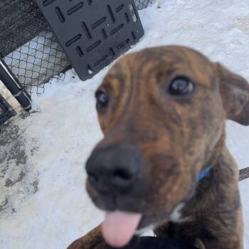 Mixed Breed Dogs Available for Adoption in Pittsburgh, Pennsylvania - Zeroni | PetCurious