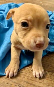 Boxer Dogs Available for Adoption in Herndon, Virginia - Belle | PetCurious