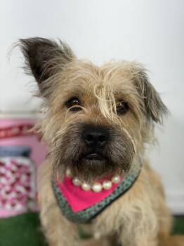 Kneesaa-One of our Amazing Rescue Dogs -  Cairn Terrier and Border Terrier Dog for Adoption in Carlsbad, California - Kneesaa-One Of Our Amazing Rescue Dogs | PetCurious