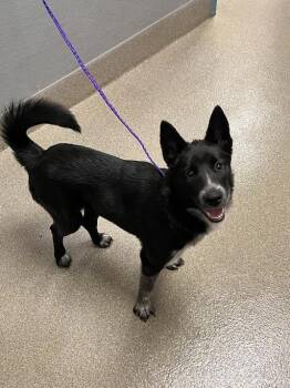 MUFFIN -  Australian Cattle Dog Blue Heeler and Mixed Breed Dog for Adoption in Las Vegas, Nevada - MUFFIN | PetCurious