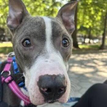 Heartbreaker -  Mixed Breed Dog for Adoption in Jersey City, New Jersey - Heartbreaker | PetCurious