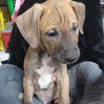 Trucker -  Labrador Retriever and Mixed Breed Dog for Adoption in Winston-salem, North Carolina - Trucker | PetCurious