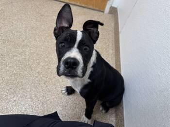 Rescue Pit Bull Terrier and Mixed Breed Dogs for Adoption in Albuquerque, New Mexico - BETTY BOOP | PetCurious