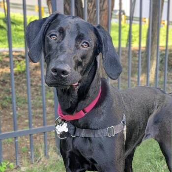 Ruger -  Weimaraner and Mixed Breed Dog for Adoption in Falls Church, Virginia - Ruger | PetCurious