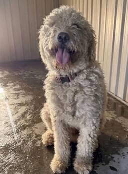 Roxy -  Goldendoodle and Mixed Breed Dog for Adoption in Severance, Colorado - Roxy | PetCurious