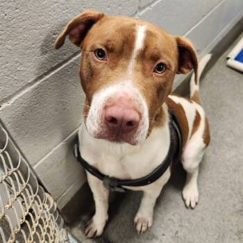 Rescue Pit Bull Terrier and Labrador Retriever Dogs for Adoption - CEDAR | PetCurious