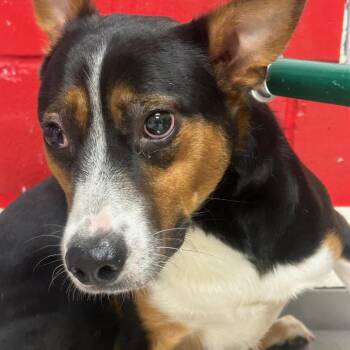 Mixed Breed Dogs Available for Adoption in Lufkin, Texas - Benito | PetCurious