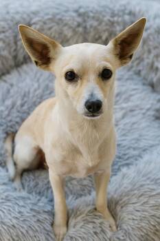 Rescue Italian Greyhound and Chihuahua Dogs for Adoption in Lakeport, California - Dexter | PetCurious