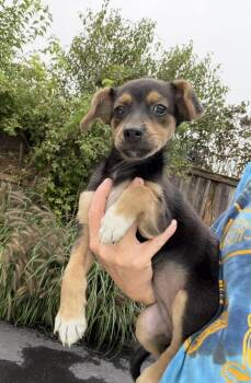 Pastora -  Australian Shepherd Dog for Adoption in Bull Valley, Illinois - Pastora | PetCurious