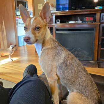 Rescue Chihuahua and Mixed Breed Dogs for Adoption in Rochester, Minnesota - Penny Lou | PetCurious