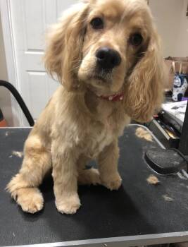 Bailey and Tucker  bonded pair -  Cocker Spaniel Dog for Adoption in Jackson, Georgia - Bailey And Tucker  Bonded Pair | PetCurious