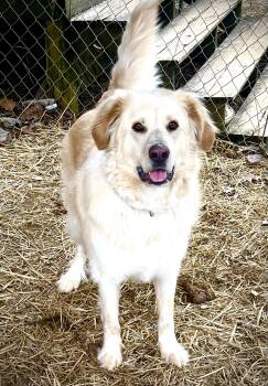 Great Pyrenees and Golden Retriever Dogs Available for Adoption - Arlo | PetCurious