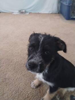 Terrier and Australian Cattle Dog Blue Heeler Dogs Available for Adoption - Meatball | PetCurious