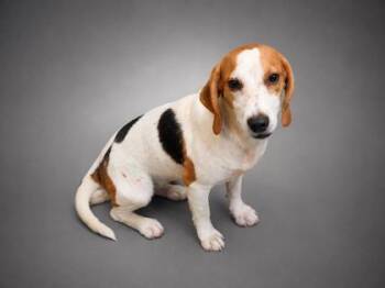 Anna -  Beagle and Mixed Breed Dog for Adoption in Bowling Green, Kentucky - Anna | PetCurious