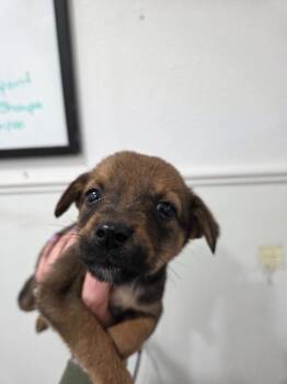 Manchester Terrier Dogs Available for Adoption in Brookings, Oregon - Magnus | PetCurious