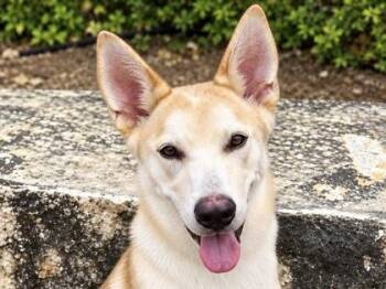 Kennedy -  Mixed Breed Dog for Adoption in Georgetown, Texas - Kennedy | PetCurious