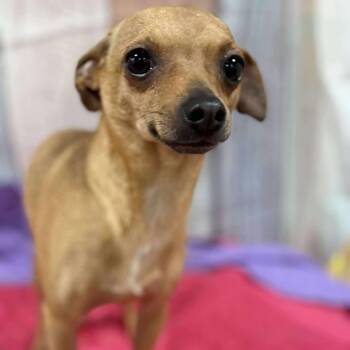 Rescue Chiweenie Dogs for Adoption in Wheelersburg, Ohio - Milo | PetCurious