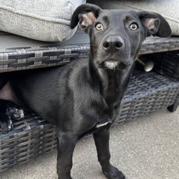 Asia -  German Shepherd Dog and Great Pyrenees Dog for Adoption in Krum, Texas - Asia | PetCurious
